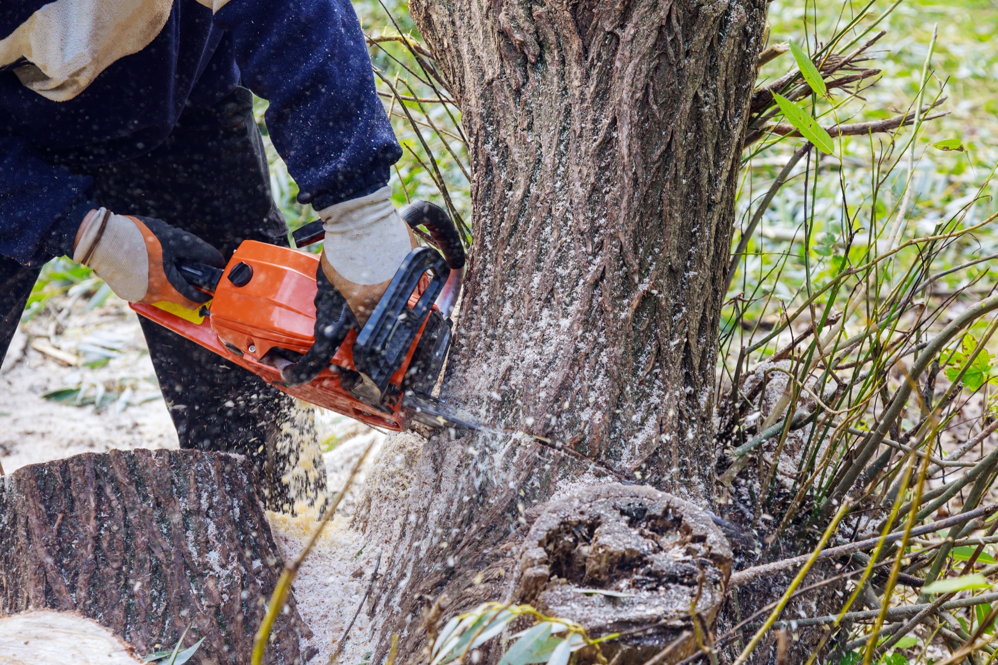 Arborist using a chainsaw to cut down a tree trunk, sawdust flying